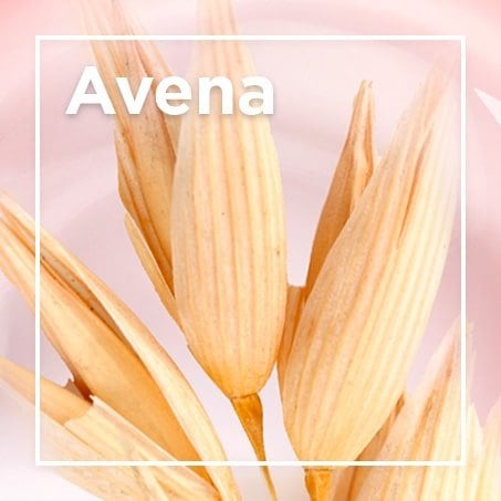 Avena