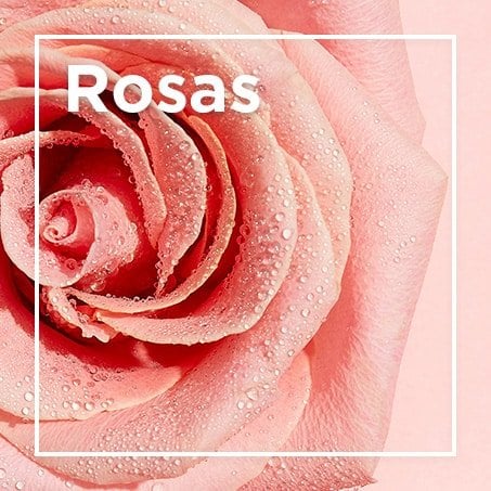 Rosas