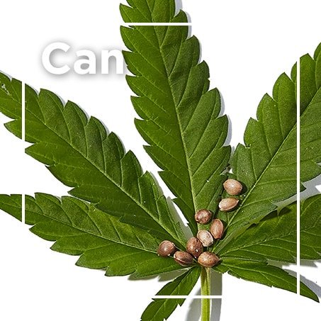 Can