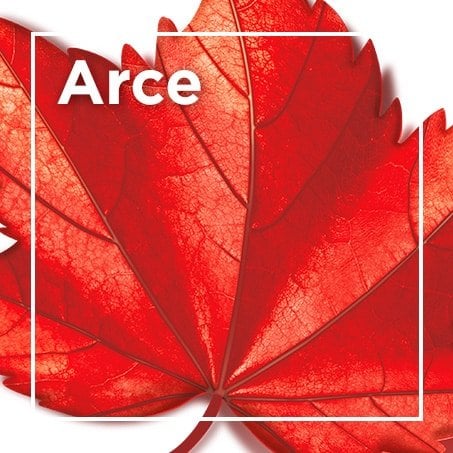 Arce