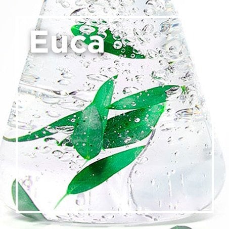 Eucalipto