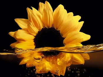 Tintes Olia de Garnier