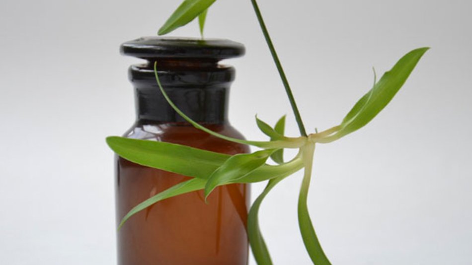 bote de cristal y planta verde