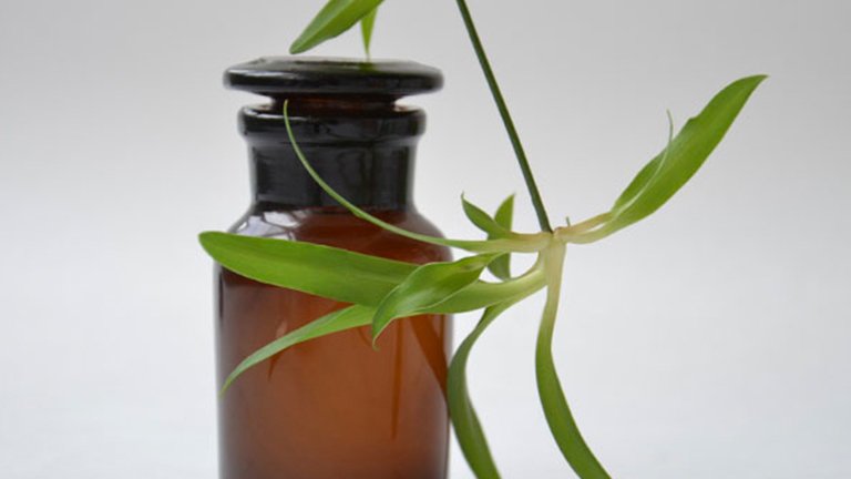 bote de cristal y planta verde