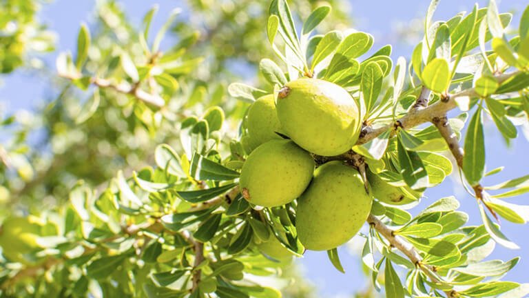 semillas verdes de argán