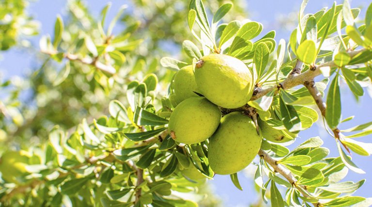semillas verdes de argán