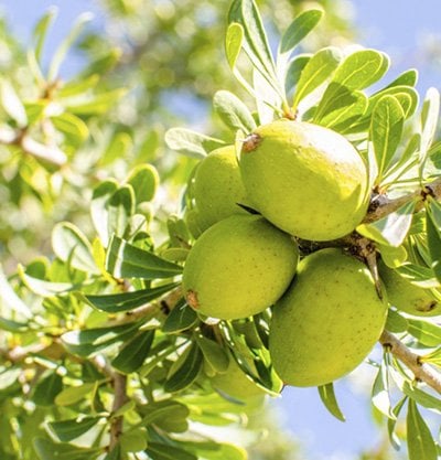 semillas verdes de argán