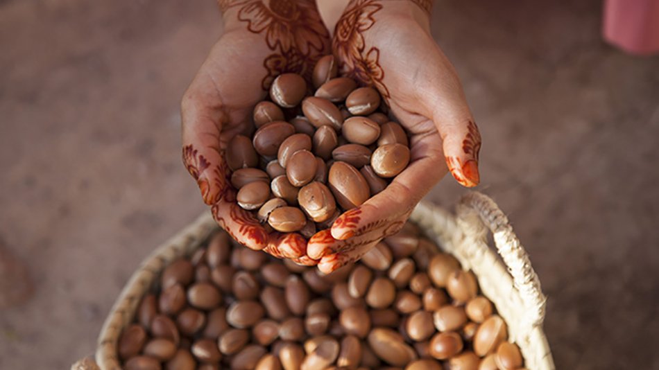 dos manos sujetan un puñado de semillas de argan
