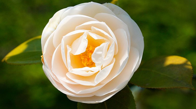 Una rosa