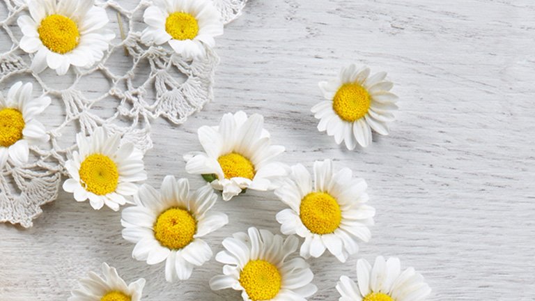 margaritas sobre una tabla de madera blanca