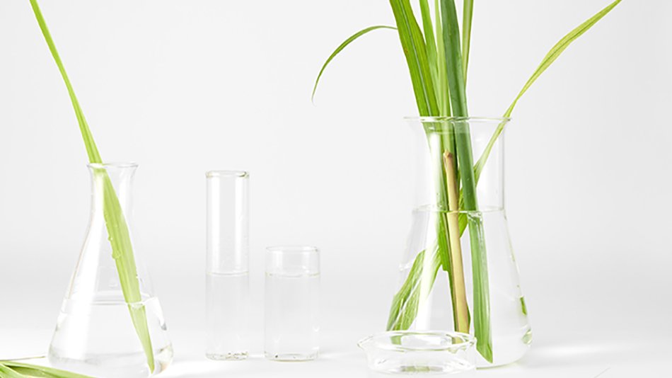 Planta en un jarrón