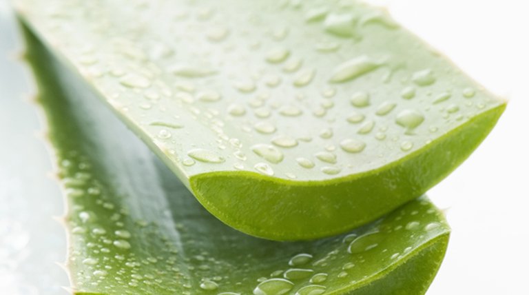 Dos hojas cortadas de aloe vera