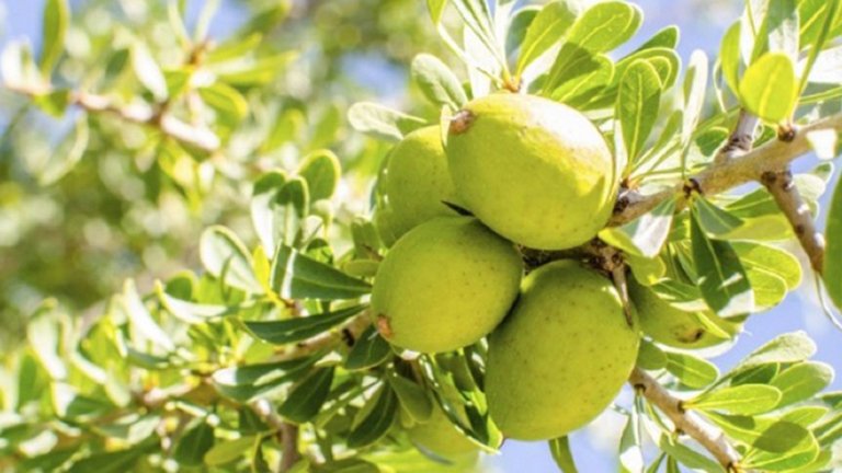 argan  arbol
