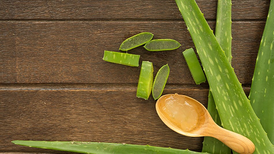 Aloe vera sus propiedades en la hidratación del pelo | Blog Garnier