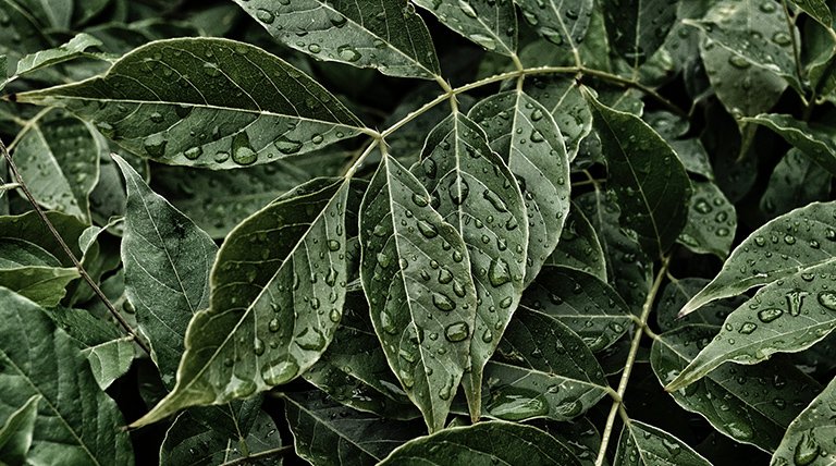 planta verde