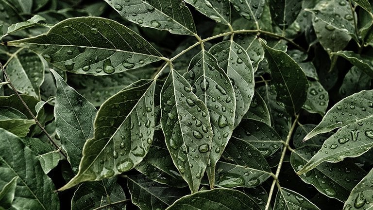 planta verde