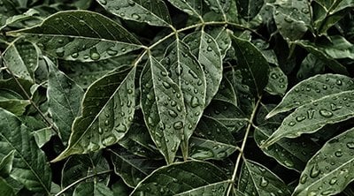 planta verde