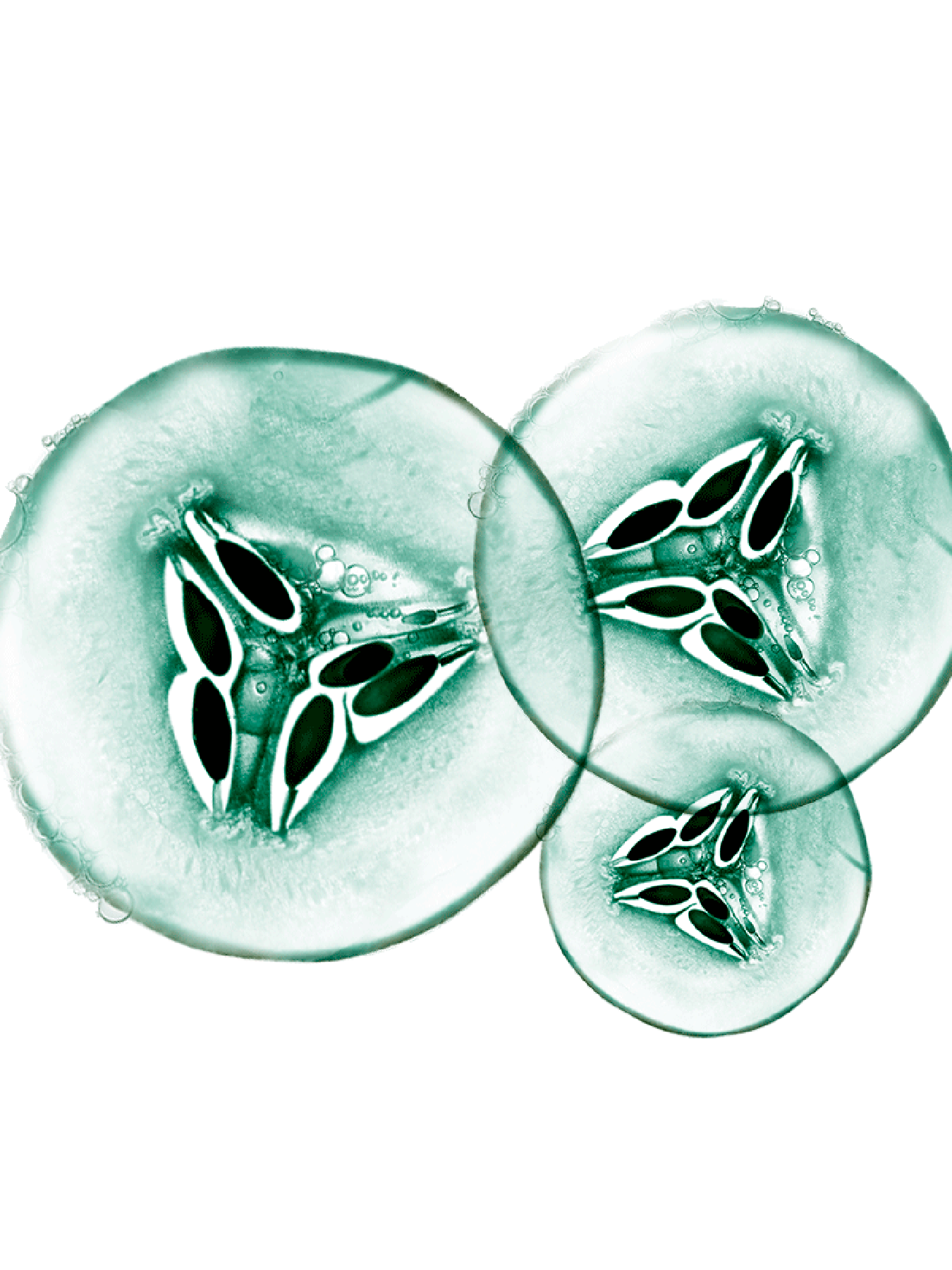 Fructis Pepino Purificante