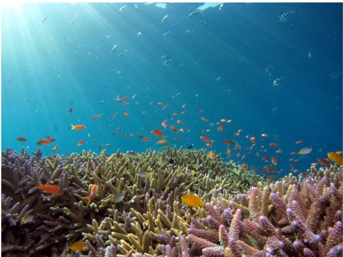 Día Mundial de los Océanos, el mar que nos da la vida
